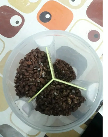 HOMIO Jar 3 Partition – Premium Triple-Section Spice & Grain Storage Jar